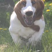 Basset hound Fred