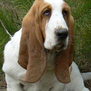 Basset hound Fred