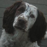 Engelsk springer spaniel Zita