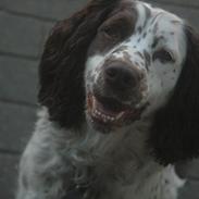 Engelsk springer spaniel Zita