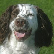 Engelsk springer spaniel Zita