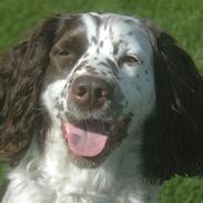 Engelsk springer spaniel Zita