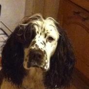 Engelsk springer spaniel Zita