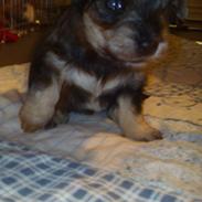 Blanding af racer Molly<3