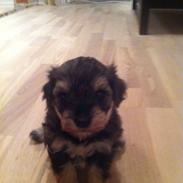 Blanding af racer Molly<3