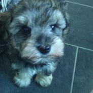 Blanding af racer Molly<3