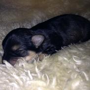 Blanding af racer Molly<3