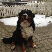 Berner sennenhund Enzo