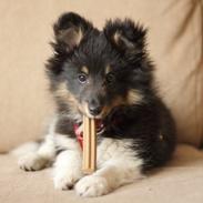 Shetland sheepdog Jessie