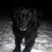 Newfoundlænder Bamse