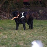 Newfoundlænder Bamse