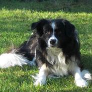 Border collie Himmelhunden Blue Border Gino