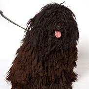 Puli Gaia