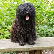 Puli Gaia