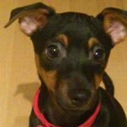 Blanding af racer Saga