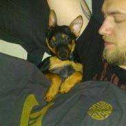 Blanding af racer Saga