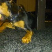 Blanding af racer Saga