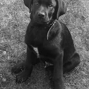 Blanding af racer Balue