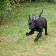 Blanding af racer Balue