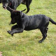 Blanding af racer Balue