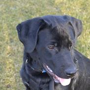 Blanding af racer Balue