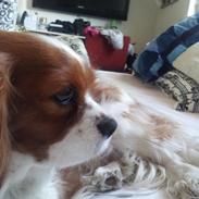 Cavalier king charles spaniel Kasper