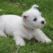 West highland white terrier Tacco