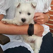 West highland white terrier Tacco
