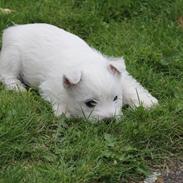 West highland white terrier Tacco