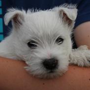 West highland white terrier Tacco