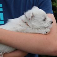 West highland white terrier Tacco