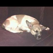 Blanding af racer Bean Cooper (bare Bean)