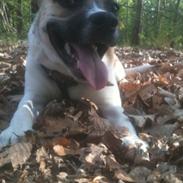 Blanding af racer Bean Cooper (bare Bean)