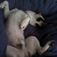 Blanding af racer Bean Cooper (bare Bean)