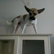 Blanding af racer Bean Cooper (bare Bean)