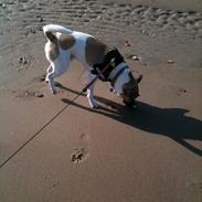 Blanding af racer Bean Cooper (bare Bean)