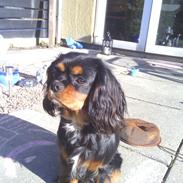 Cavalier king charles spaniel Malu Kokhus