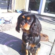 Cavalier king charles spaniel Malu Kokhus