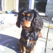 Cavalier king charles spaniel Malu Kokhus