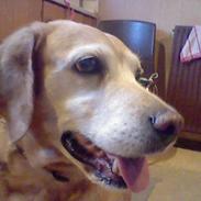 Labrador retriever Cignel (min mosters)