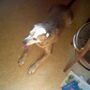 Labrador retriever Cignel (min mosters)