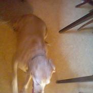 Labrador retriever Cignel (min mosters)