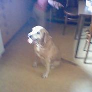 Labrador retriever Cignel (min mosters)