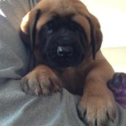 Mastiff conrad