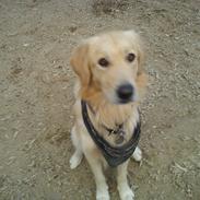 Blanding af racer O´Malley