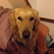 Blanding af racer O´Malley