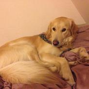 Blanding af racer O´Malley