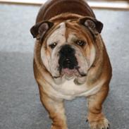 Engelsk bulldog Ludvig