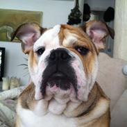 Engelsk bulldog Ludvig
