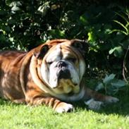 Engelsk bulldog Ludvig